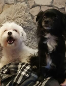 Suche tierliebe Vermieter mit Häuschen und Garten - Niederkassel