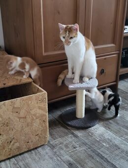 Süße junge katzen - Herzebrock-Clarholz