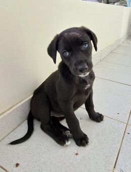 Daisy sehnt sich nach Liebe und Geborgenheit - Voerde (Niederrhein) Zentrum