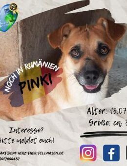 PINKI - wäre gerne ein Pirat! - Waakirchen