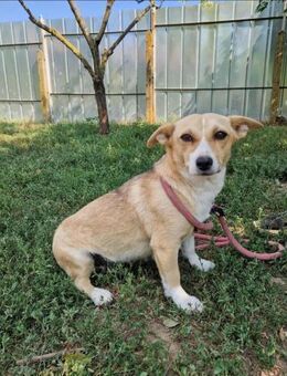 MARY braucht Menschen mit ♥️ und Geduld - München