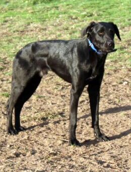 BRIAN - schwarzer Prinz ........ - Kempen