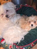 Welpe sucht neues liebevolles Zuhause in 99955