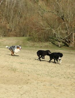 Nehme gerne Hund zur Betreuung mit Herz und exzellenten Ausflügen - Urlaubsbetreuung, Hundegassie, Hundespaziergänge - Berlin Treptow-Köpenick