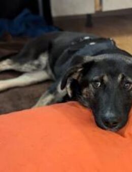 Hübsche Yumi - München