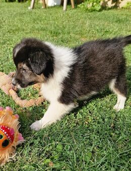 Australian Shepherd - Heldrungen