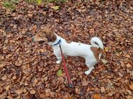 Rambo, reinrassiger Jack Russell Terrier Deckrüde - Zofingen