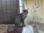 Rancho, behutsames Katerchen, ca. 1 Jahr - Vaterstetten