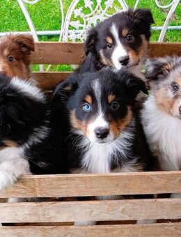 Reinrassiger (Blue) Aussie Welpe aus liebevoller Hand abzugeben - Oberhausen