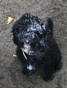 reinrassiger Zwergpudel abgabebereit - Klein Nordende