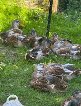 Landenten- Silber -Wildfarbig vom 31.05.25 gern zur Zucht - Mustin (Schleswig-Holstein)