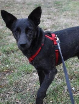 Clara - schnell wie der Wind - Süderbrarup
