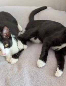 Kittenbrüder Antonio & Bandit - Benediktbeuern