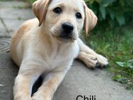 Labrador Welpen gelb abgabebereit - Saarburg