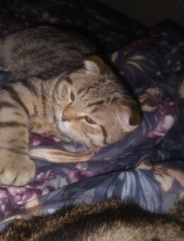 BKH Kitten - Lahr (Schwarzwald)