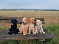 Reinrassige Labrador Welpen richtig süß! - Paderborn