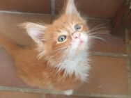 Maine coon kitten - Dortmund