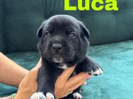 Labrador Old Englisch Bulldog Mix - Plattling