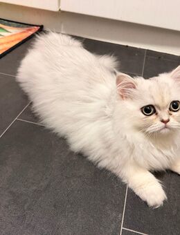 Britisch Langhaar Kitten (Kater & Kätzchen) - Berlin Steglitz-Zehlendorf