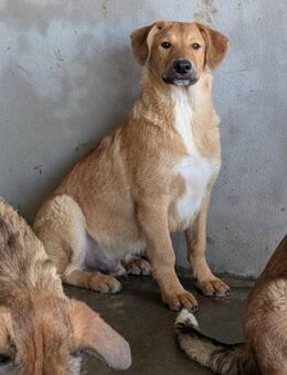 Zurückhaltender Mylo 🩵 Zuhause gesucht - Wettenberg