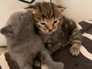 Hübsche Kätzchen suchen ein Zuhause mit Herz - Traunstein