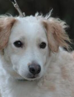 Angus - scheu + ängstlich, braucht Zeit - Lohmar