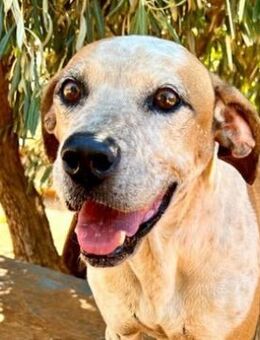 Snake - lieber Pointer wartet seit Jahre - Mettmann