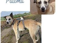 PALOMA wartet in 41379 Brüggen - Wendelstein