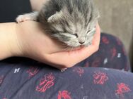Bkh mix Kitten - Duisburg Zentrum