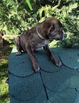 SISKO - eben ein richtiger Welpenjunge - Overath