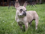 💜Boris 💜3-jährige Französische Bulldog - Kassel