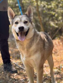 Kajo- Husky-Mix sucht aktive Menschen - Berlin