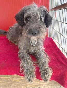 fröhlicher SNAKI - Mamming