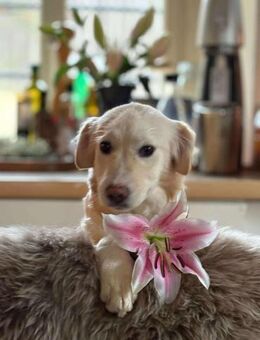 Mira möchte gefunden werden - Neuberg