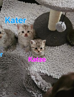 Britisch kurzhaar kitten - Hambergen
