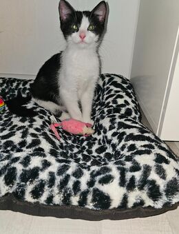 Katzenbaby, Babykatzen - Wetzlar Zentrum
