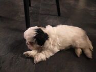 Shih tzu Malteser Welpen - Jüchen