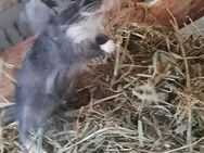 Rennmaus Weibchen mit „Lächeln“ sucht liebevolles Zuhause – Spotted Black, 9 Wochen alt - Weinheim