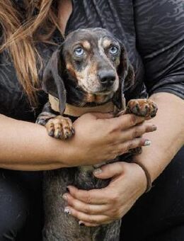 🐾 Moriz 5-jähriger Tigerdackelrüde - Kassel