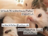 Mobile Katzenbetreuung Heike - Forchheim und Umgebung - Forchheim (Bayern)