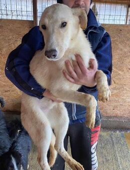 Tamino wird ein treuer Partner 🐾 - Elsdorf (Nordrhein-Westfalen)