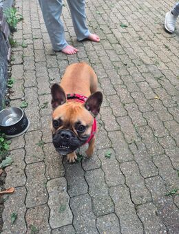 Süsse 9 Monate alte Französische Bulldogge - Mülheim (Ruhr)