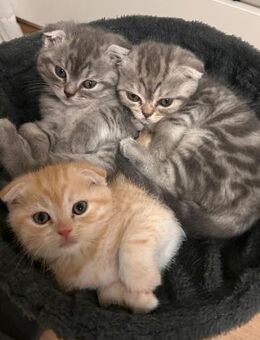 5 BKHScottish Fold Mix Kitten - Benediktbeuern