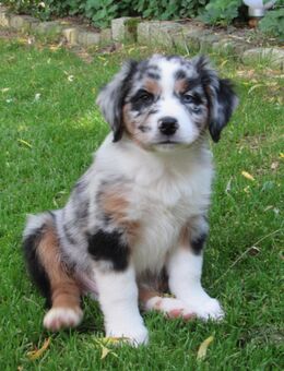 Mini Aussie Welpe Miniatur Australian Shepherd Welpe Rüde - Meßkirch