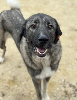 Gin - Freundlicher Riese sucht Zuhause - Berlin