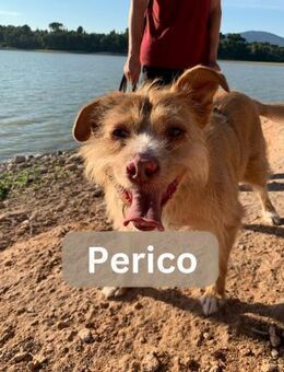 PERICO, m., kastr., Mischling, ca. 50 cm - Sipplingen