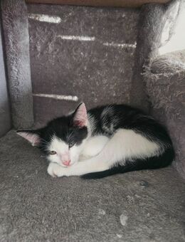 Baby Kätzchen - Steinfurt