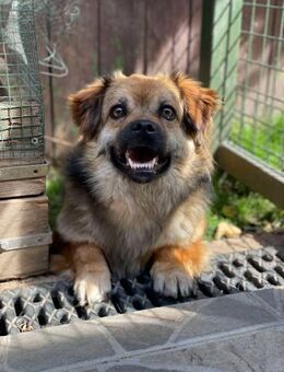 Daria sucht liebevolles zu Hause - Brühl (Baden-Württemberg)