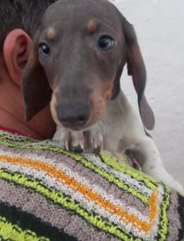 Almos, süßer Kurzhaardackelwelpe - Remagen