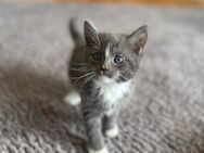 1 kleiner Maine Coon Mischlingskater sucht noch ein neues Zuhause - Rudersberg
